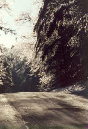 125_mhptreeice1_x200dpi_x560p.jpg