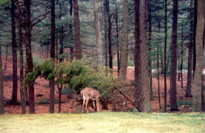 125mhp_deerfeastafterstorm_x200dpi_560.jpg