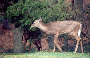 125mhp_deerfeastcontinues_x200dpi_x560_sl.jpg