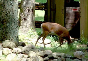 125mhp_deergrazeatbarn.jpg