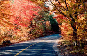 125mhp_mhpfoliage1_200dpi_x560_sl.jpg