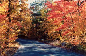125mhp_mhpfoliage_x200dpi_x560_sl.jpg