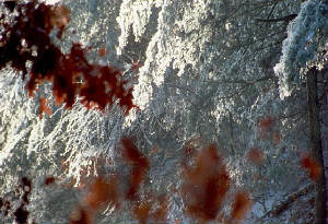 125mhp_morningtreeice_x200dpi_x560p.jpg