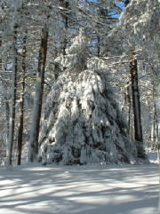 125mhp_spruce_x1000mp_560x750p.jpg