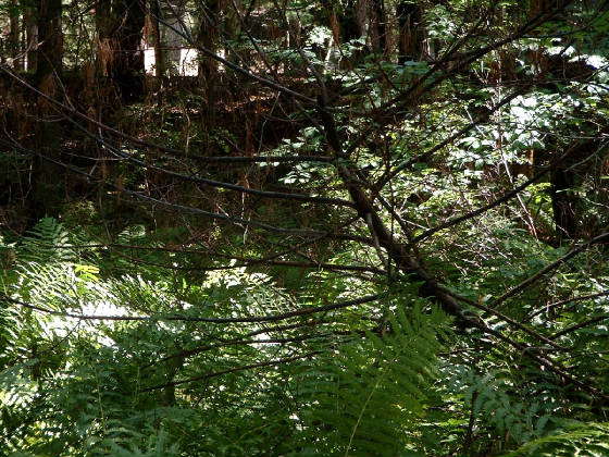 125mhpwetlandssummer081404026.jpg