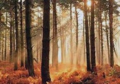 125mhp_autumn_scene_x240x168.jpg