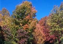 125mhp_autumn_trees-x240x168.jpg