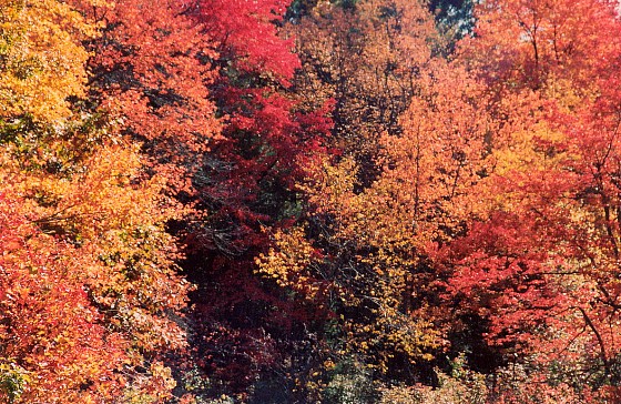 125mhp_autumnexplodes_x200dpi_x560_sl.jpg