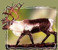 reindeerb.jpg